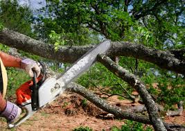 Trusted Nibley, UT Tree Services Experts