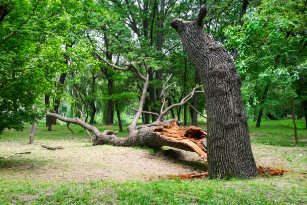 How Our Tree Care Process Works  in  Nibley, UT